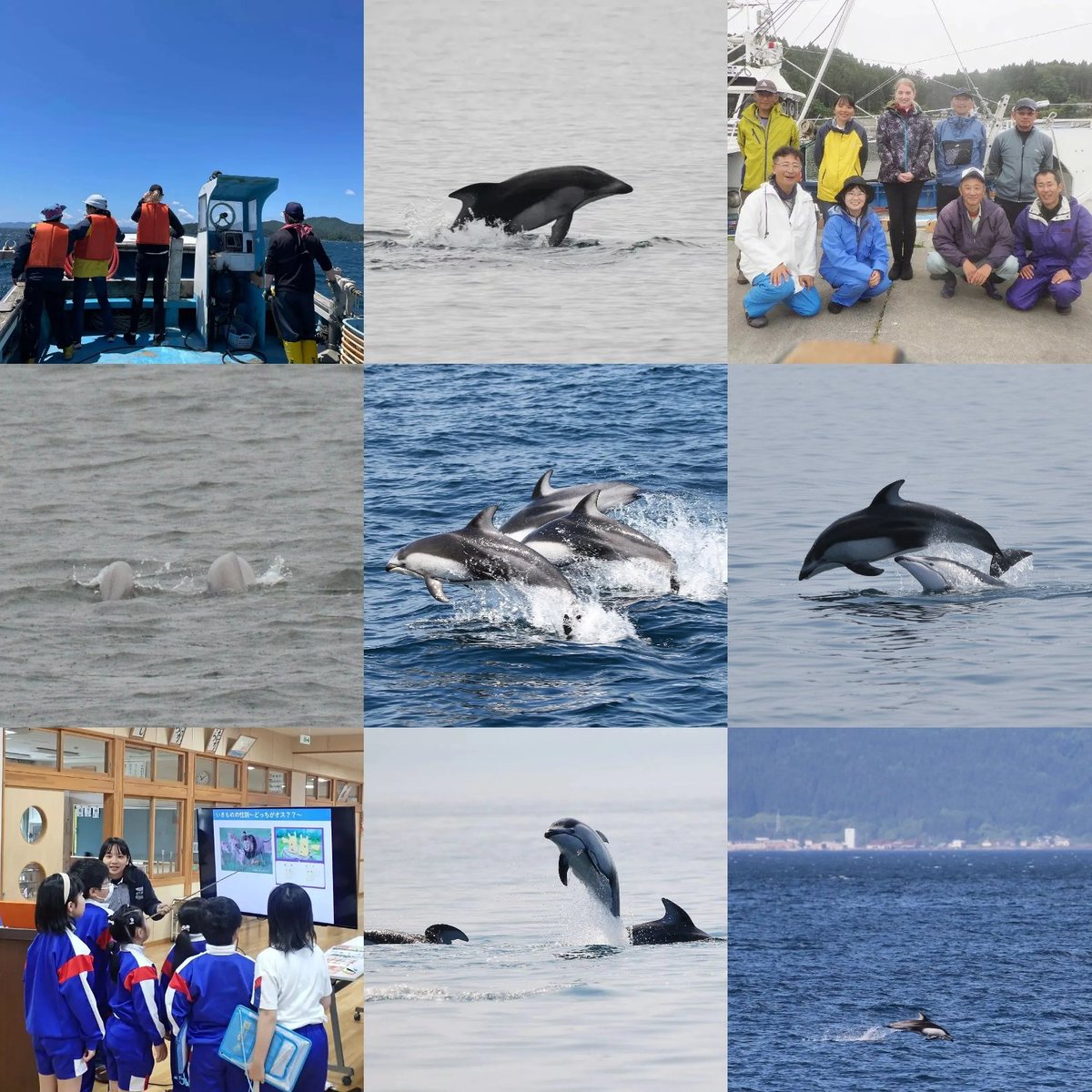 💙 2 0 2 3 💙 This was our 8th dolphin season here in #Aomori #Japan, continuing our long-term study on the behaviour and #ecology of Pacific white-sided #dolphins #HappyNewYear everyone! Hope 2024 is filled with love, happiness & dolphins 🙏