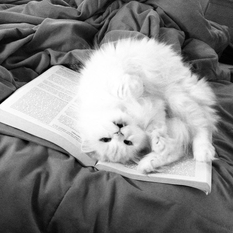 Arie⋆. tweet media