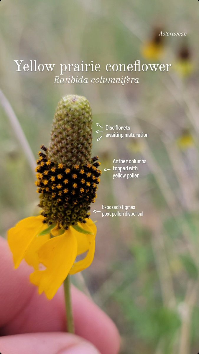 Ben the Botanist tweet media