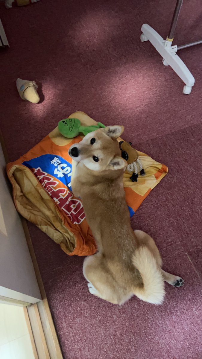 本年も宜しくお願い致します^_^