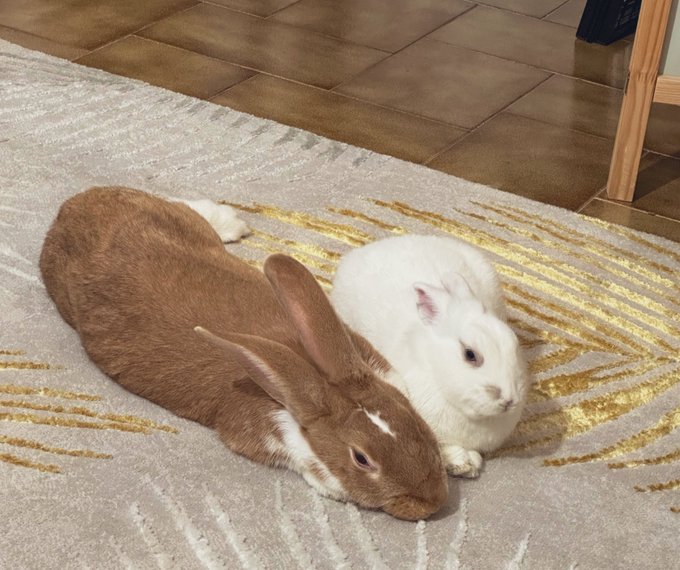 Happy new year from Baguette 🥖 and Dumpling 🥟 https://t.co/QRBXJVsaG3