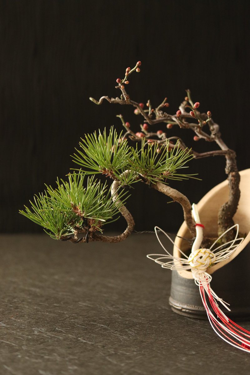 rinhabonsai's tweet photo. Happy new year
#bonsai
#盆栽
#盆栽のある暮らし https://t.co/kOG25Rs9d7