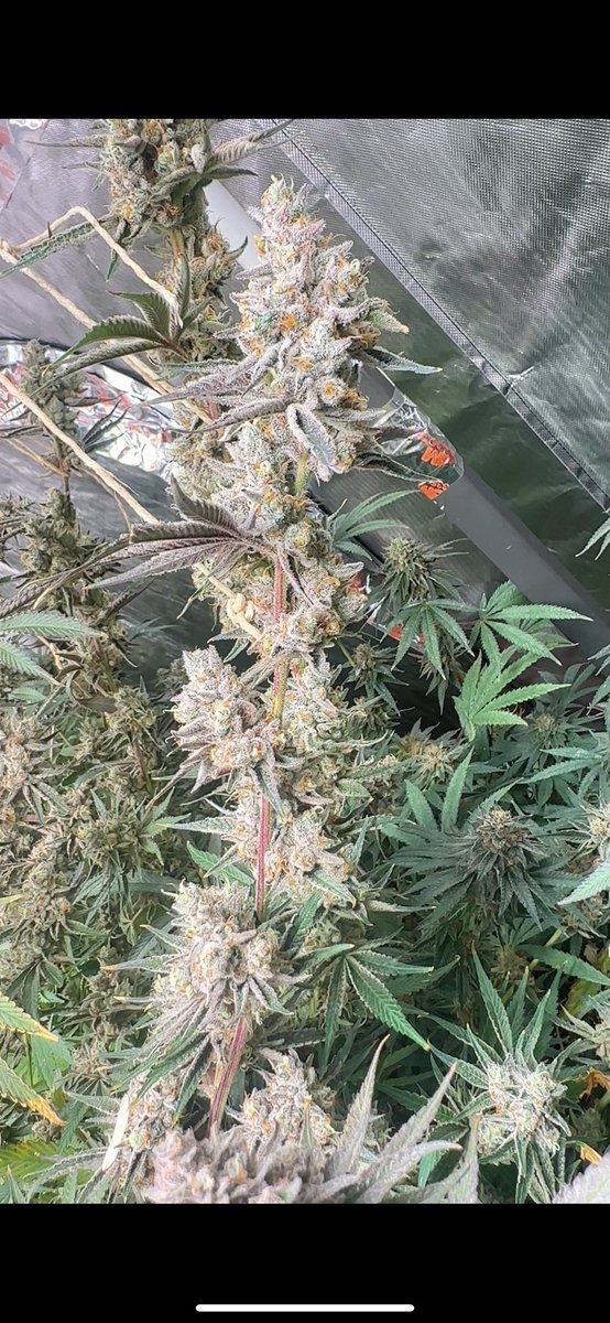 Slurricane #7 S1 #4 <a href="/InhouseGenetics/">Inhouse Genetics</a>