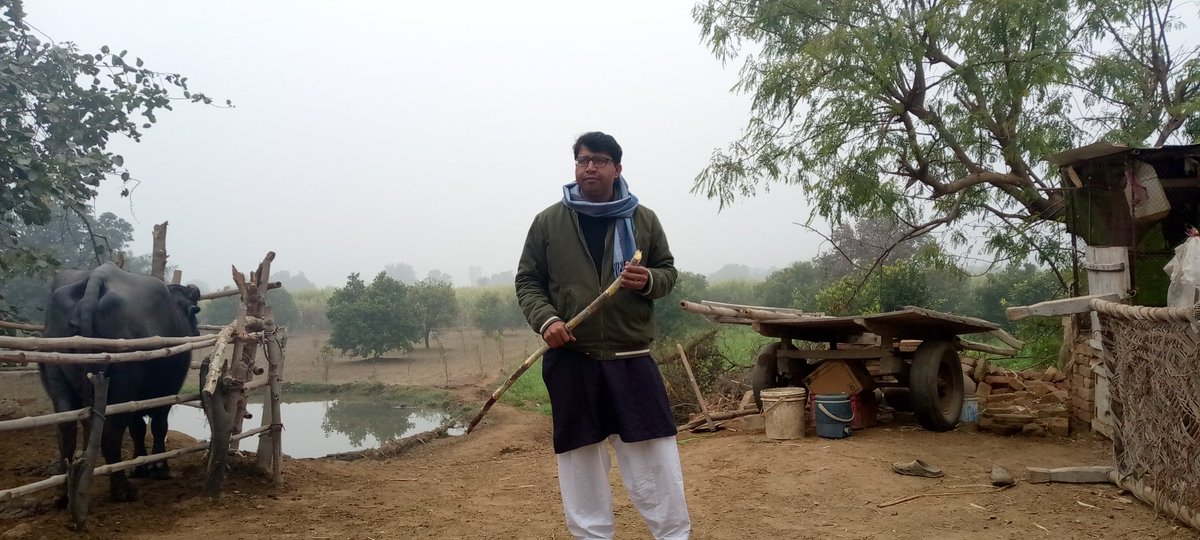 31 December,2023. At Lilla agriculture Farm,Yazman. #lilla #agriculture #yazman