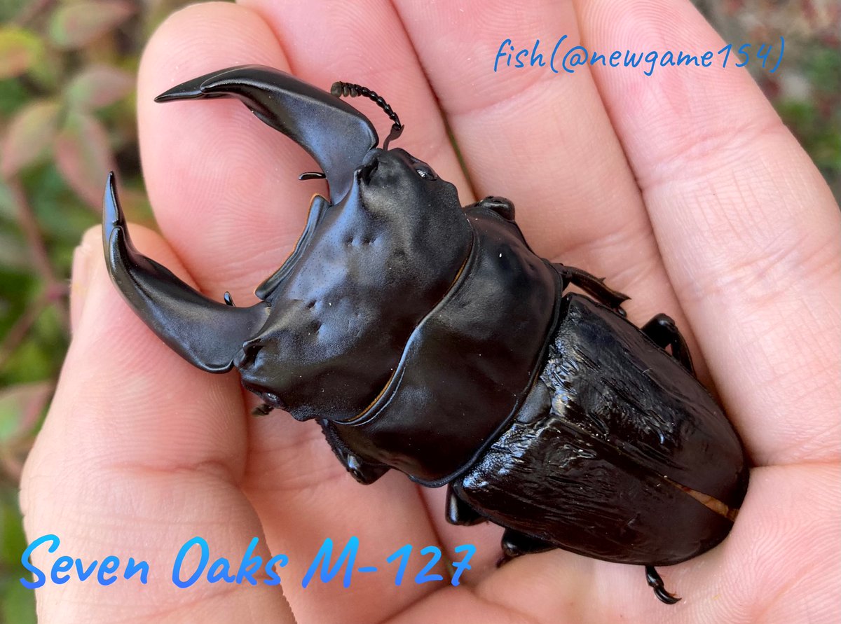 明けましておめでとうございます！
今年も宜しくお願いします🎍

今年も育児の合間みてひっそりとホペイブリード楽しみます(^^)