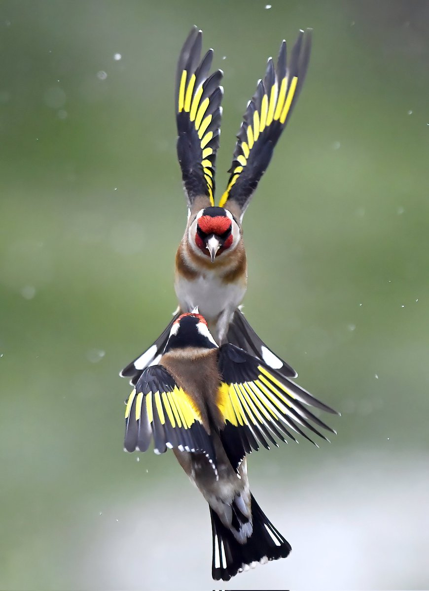 CarlBovisNature's tweet photo. Happy New Year everyone! 🎉😀 
  Hope you'll join me for many more birds in 2024! 🙏🥰🐦😊❤️ https://t.co/pXtkqua0JC