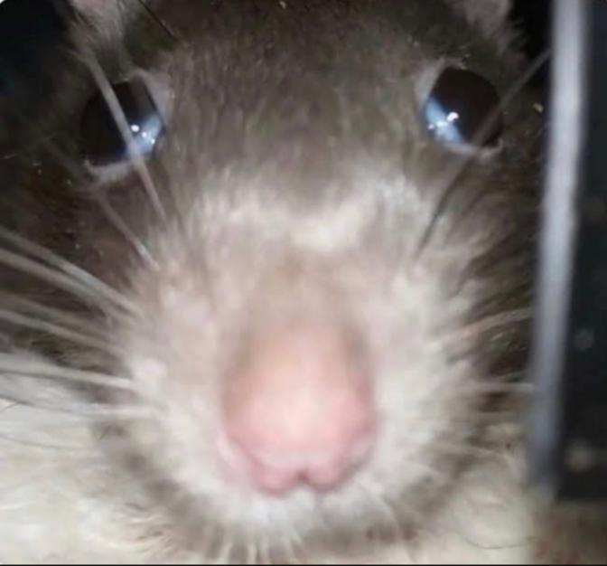 Lui and Luppin tweet media