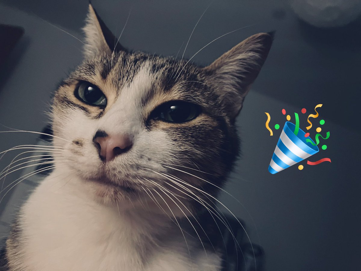Happy New Year from me and the cat. She’s happier than she looks, I assure you. Very festive cat. Big fan of Jools.