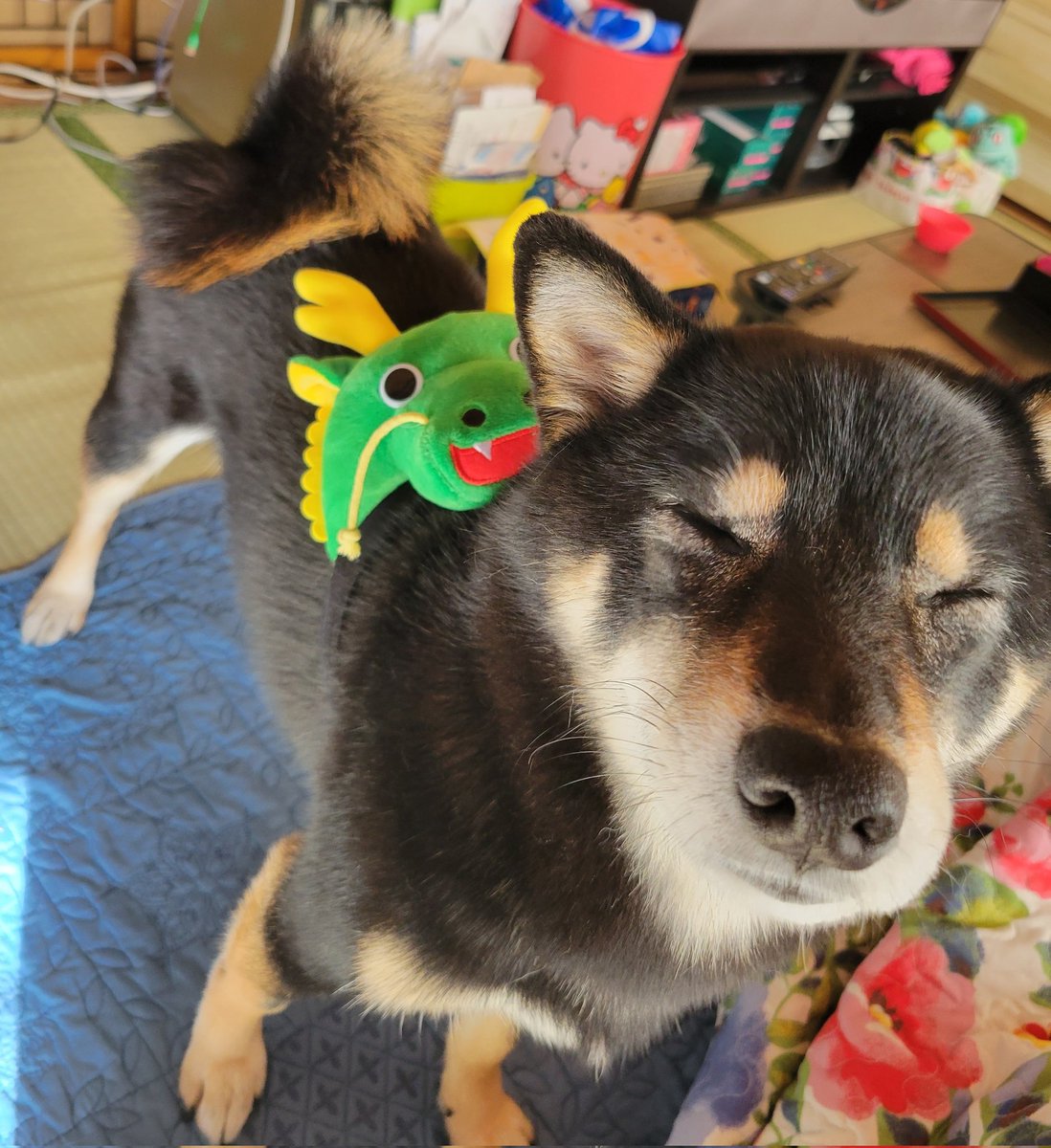 明けましておめでとうございます。

今年もよろしくお願い致します!🐶👩

#柴犬 #黒柴