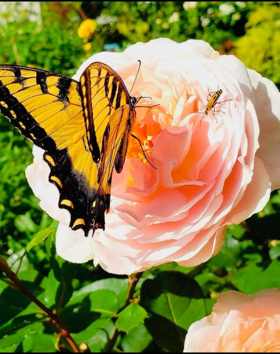 #صباح_الخير_والسعاده 🕊️💚❤️

﴿ثُمَّ يَأتي مِن بَعدِ ذلِكَ عامٌ فيهِ يُغاثُ النّاسُ﴾ 

 اللّهم عاماً مليئاً بالغيثِ في كّل شيء. 

 #السنة_الجديدة_2024 
#السنه_الجديده
#عام_2024 
'