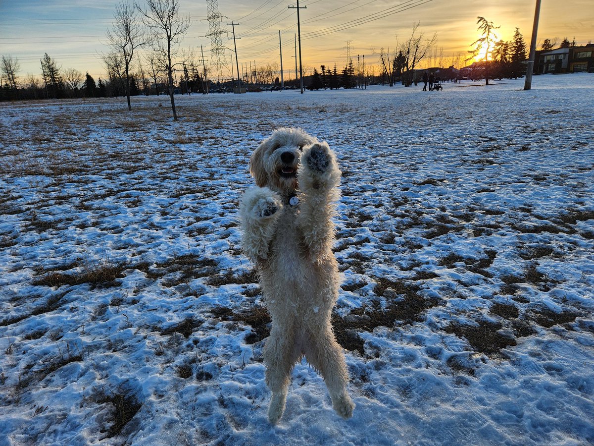 Thanks for all the sweet DMs :3 I been gaming (HSR) and relaxing way too much during the holidays haha

Here's a pic of Mochi, she just turned 2!