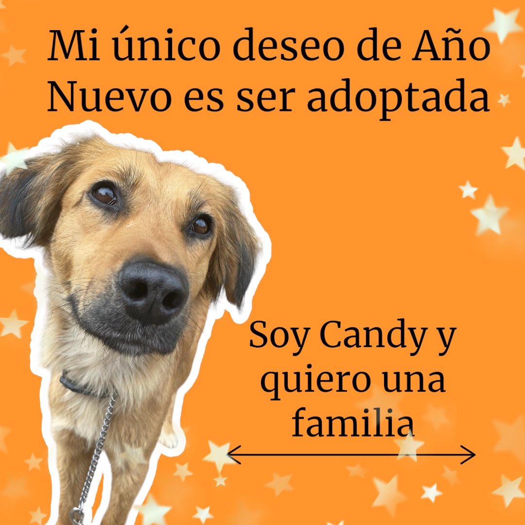 𝙷𝚎𝚕𝚊 𝙼𝚘𝚛𝚎 🐶 tweet media