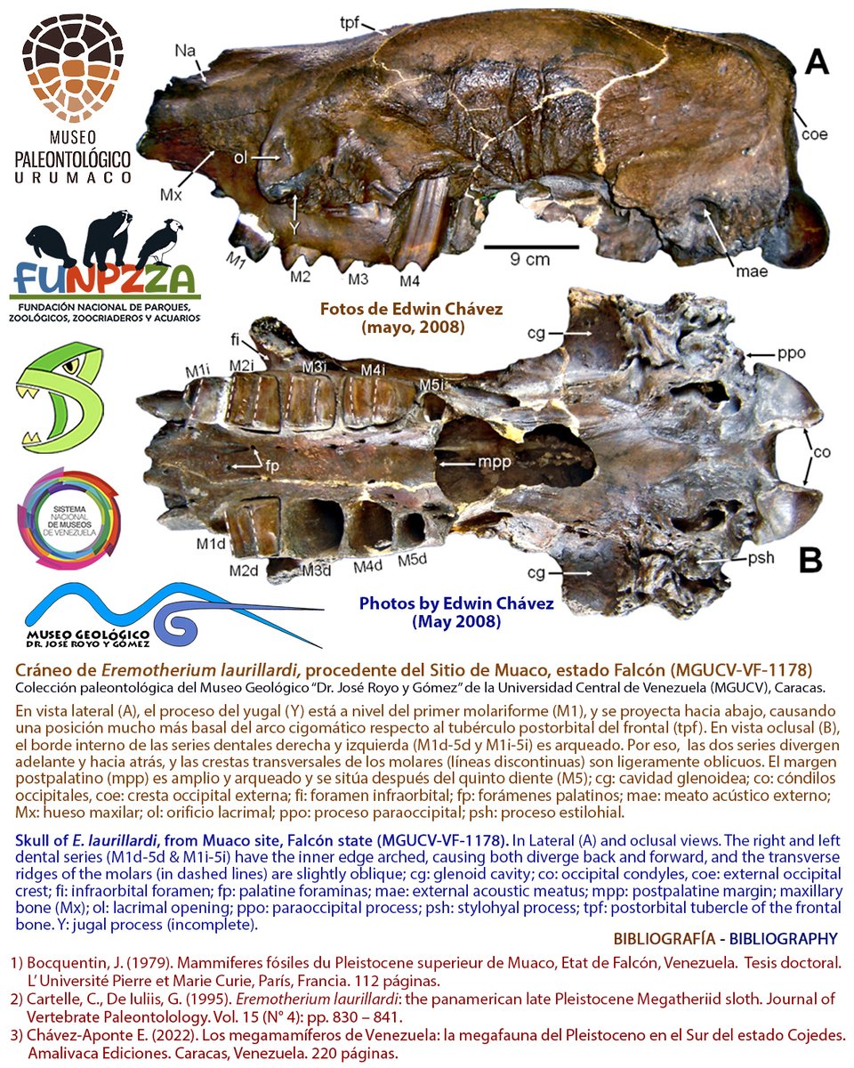 eoyaguar's tweet photo. El #registro del #perezoso #terrestre #gigante panamericano, 𝘌𝘳𝘦𝘮𝘰𝘵𝘩𝘦𝘳𝘪𝘶𝘮 𝘭𝘢𝘶𝘳𝘪𝘭𝘭𝘢𝘳𝘥𝘪, en #Venezuela / The #record of the #Panamerican #giant #groundsloth, #Eremotheriumlaurillardi, in Venezuela [https://t.co/DUxeOkapvF] https://t.co/JUTSwmVSOj