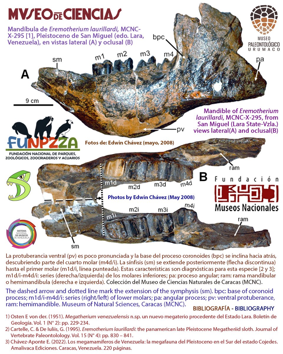 eoyaguar's tweet photo. El #registro del #perezoso #terrestre #gigante panamericano, 𝘌𝘳𝘦𝘮𝘰𝘵𝘩𝘦𝘳𝘪𝘶𝘮 𝘭𝘢𝘶𝘳𝘪𝘭𝘭𝘢𝘳𝘥𝘪, en #Venezuela / The #record of the #Panamerican #giant #groundsloth, #Eremotheriumlaurillardi, in Venezuela [https://t.co/DUxeOkapvF] https://t.co/JUTSwmVSOj