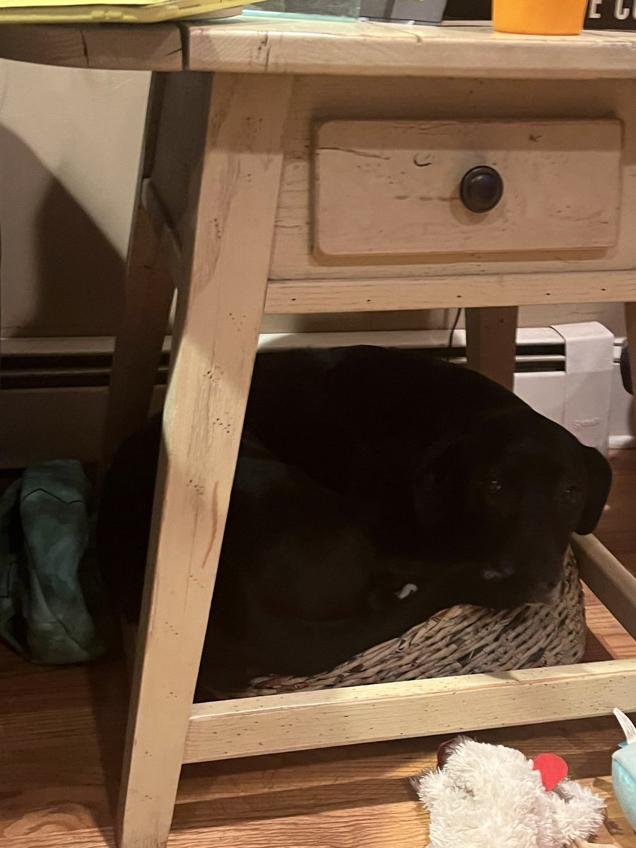 JessLiptzin's tweet image. Someone doesn’t like fireworks #thunderbuddy