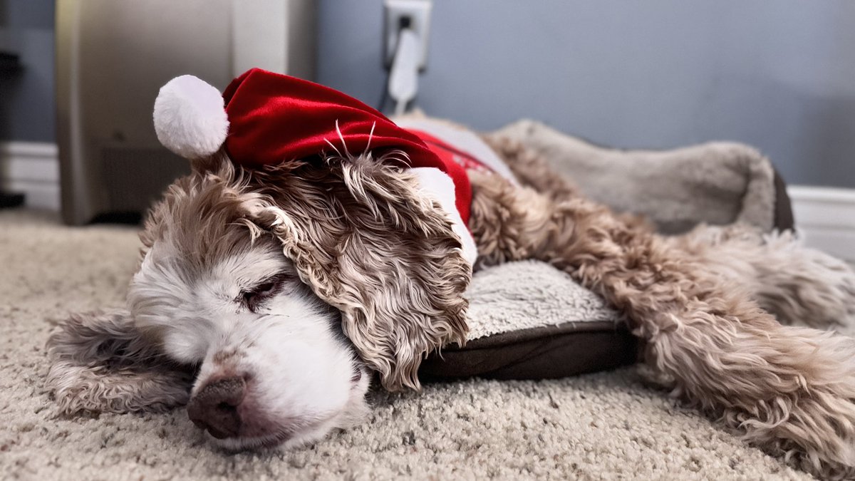 trevorsnarr's tweet photo. Merry Christmas &amp; Happy New Year from Boston, Jack Jack &amp; Rhome! 🥳 🌆#labrador #labradorretriever #jackrussellterrier #cockerspaniel https://t.co/BhJPqwuYxH