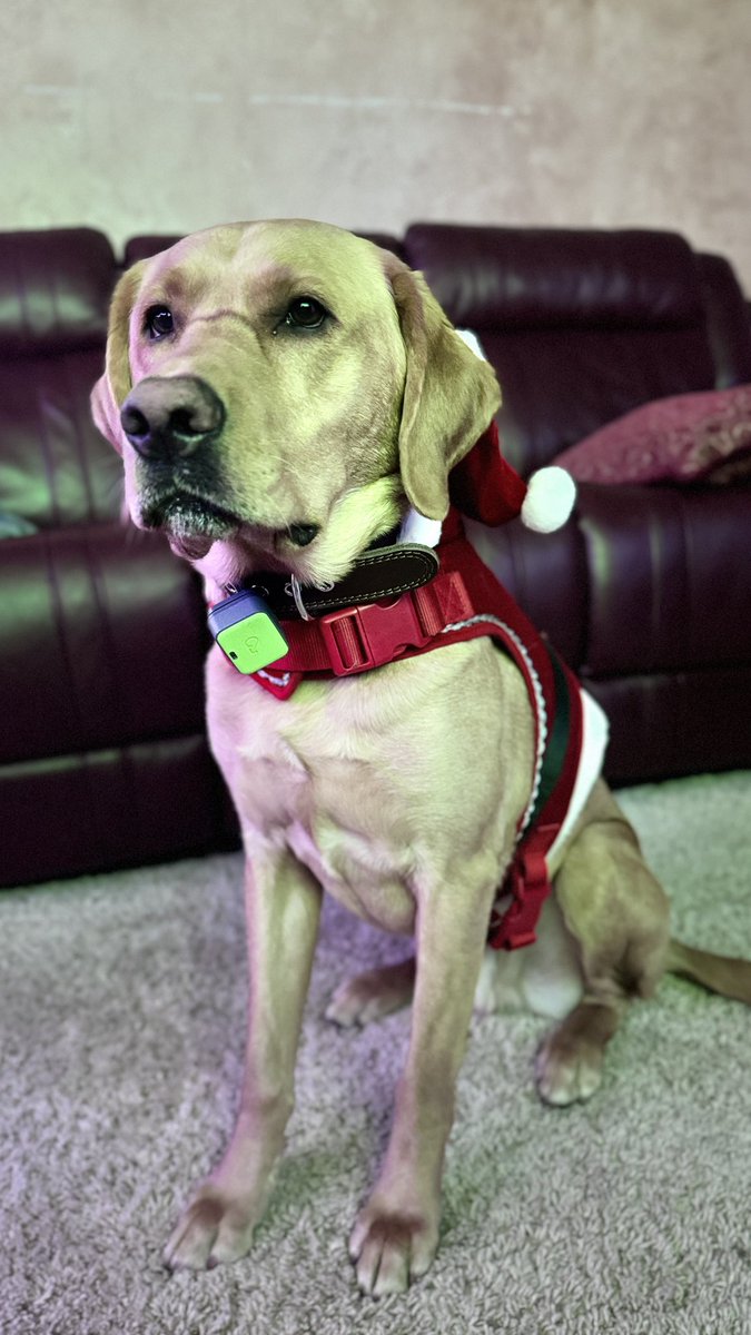 trevorsnarr's tweet photo. Merry Christmas &amp; Happy New Year from Boston, Jack Jack &amp; Rhome! 🥳 🌆#labrador #labradorretriever #jackrussellterrier #cockerspaniel https://t.co/BhJPqwuYxH