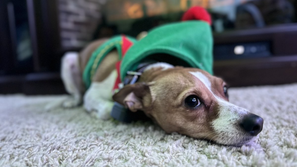 trevorsnarr's tweet photo. Merry Christmas &amp; Happy New Year from Boston, Jack Jack &amp; Rhome! 🥳 🌆#labrador #labradorretriever #jackrussellterrier #cockerspaniel https://t.co/BhJPqwuYxH