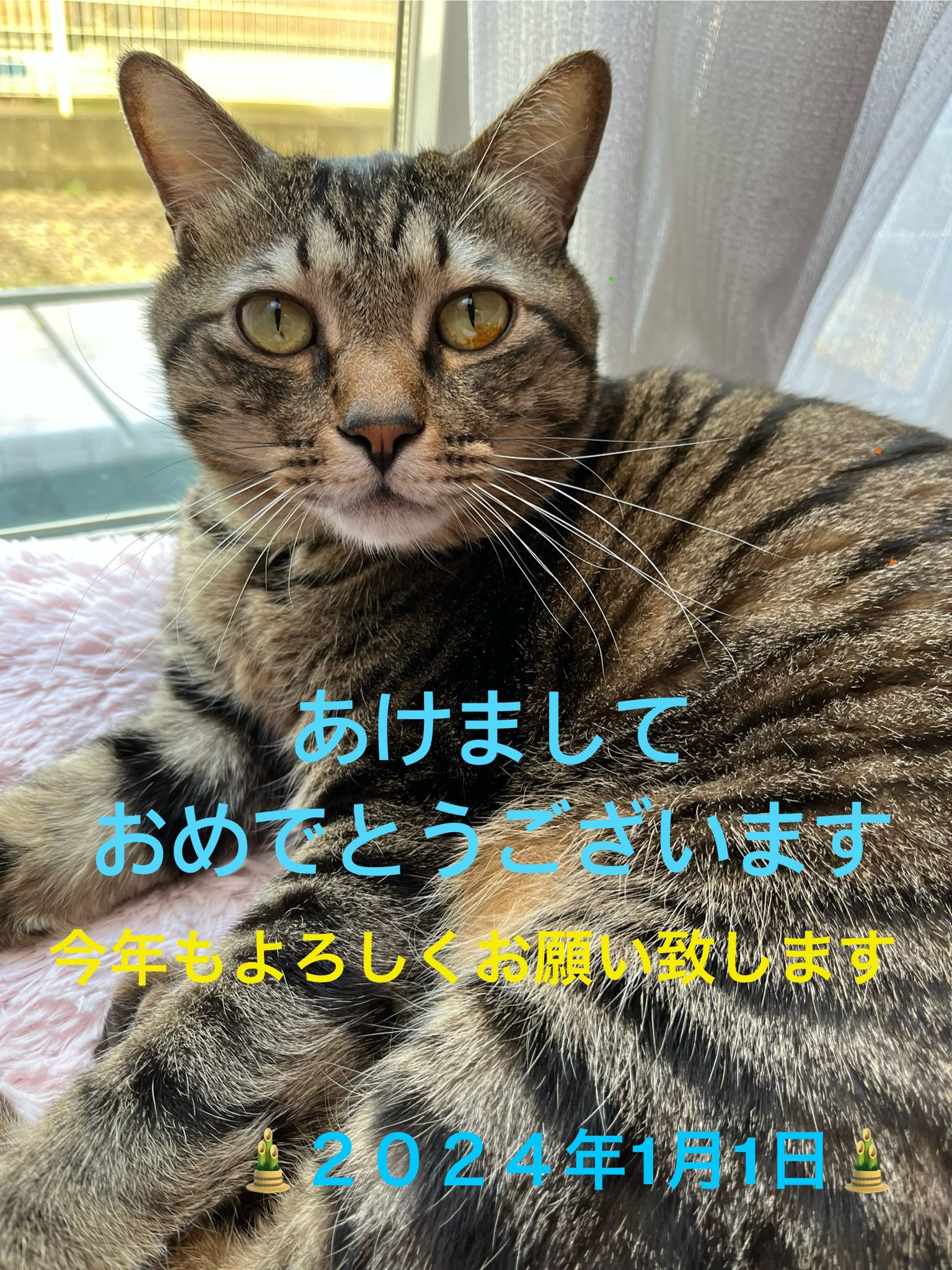 ただの猫好き (@chitakohaku) / X ただの猫好き (@chitakohaku) / X