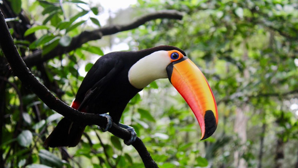 hanjiirl's tweet photo. hanji as a toco toucan and levi as a black-chinned hummingbird 😖❤️ https://t.co/t5surhZBWm