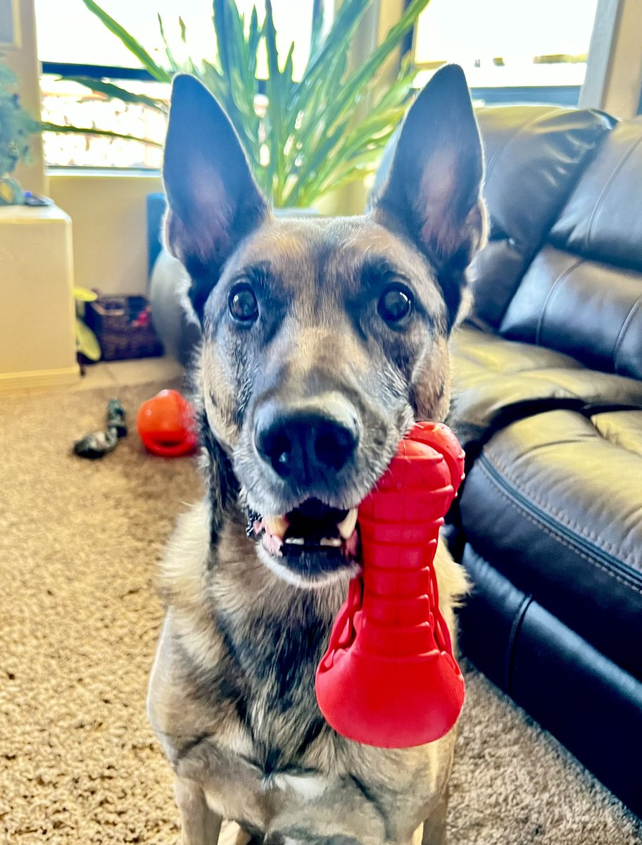 K9 Loki (Ret) tweet media