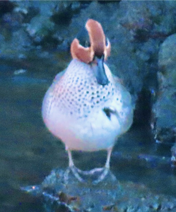 隅田川畔野鳥劇場 #コガモ 2023.12.25