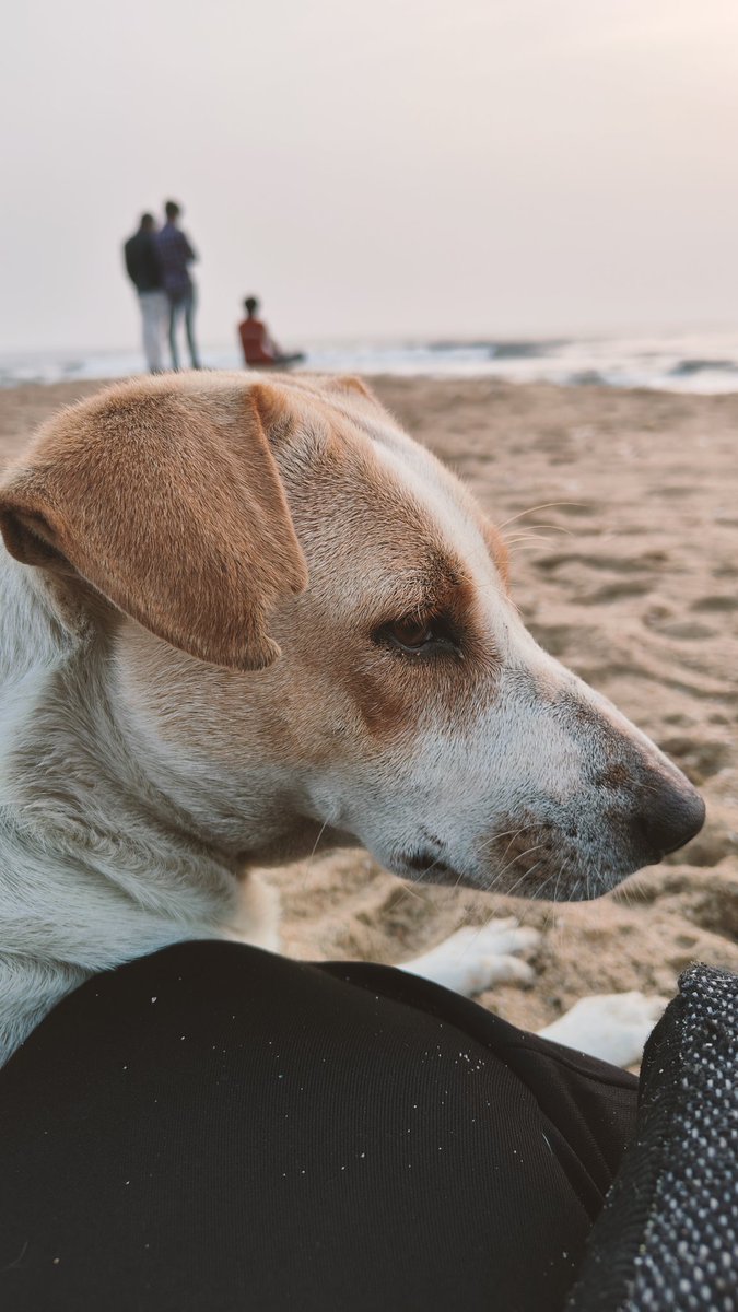 muthu_tara's tweet photo. Started the New Year at my favourite place with my favourite creatures who literally fought over who gets to nap on my lap. Compromised and settled on either side of me.
Being chosen is being blessed! ❤️
#newyear2024 #newyear #dogsofchennai #love https://t.co/glSiVsZH3i