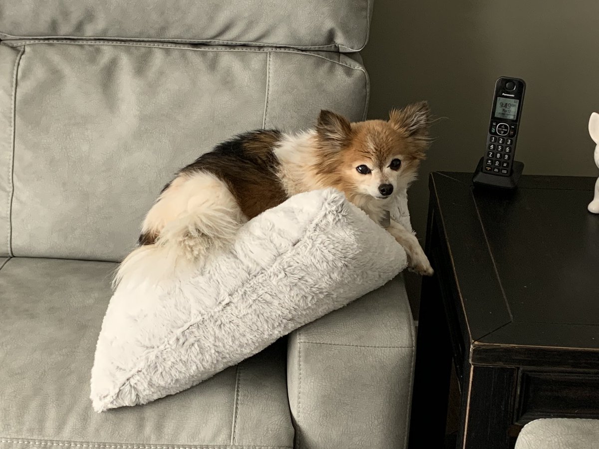 stumanchuwpg's tweet photo. @JennArndt Beautiful dog! I used talk to this guy all the time. Miss our chats. #RIPMarty https://t.co/zPfFsd7D6y
