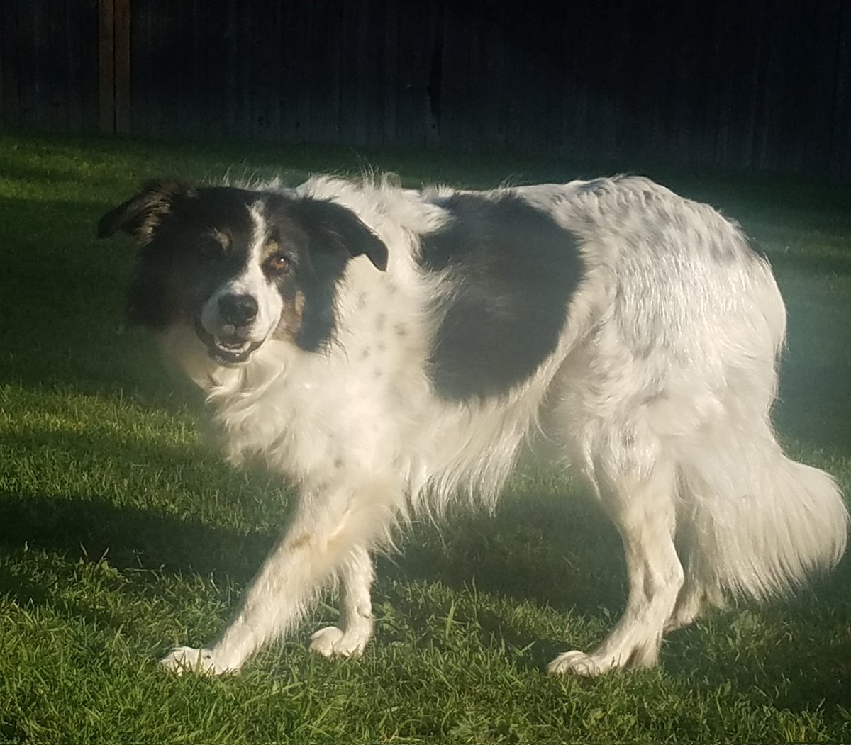 Tonight I had to say goodbye to my partner in crime. The bestest friend a girl could ask for. 🐾 RIP 'Baby' Lucy 💔 04/12/11-12/31/23