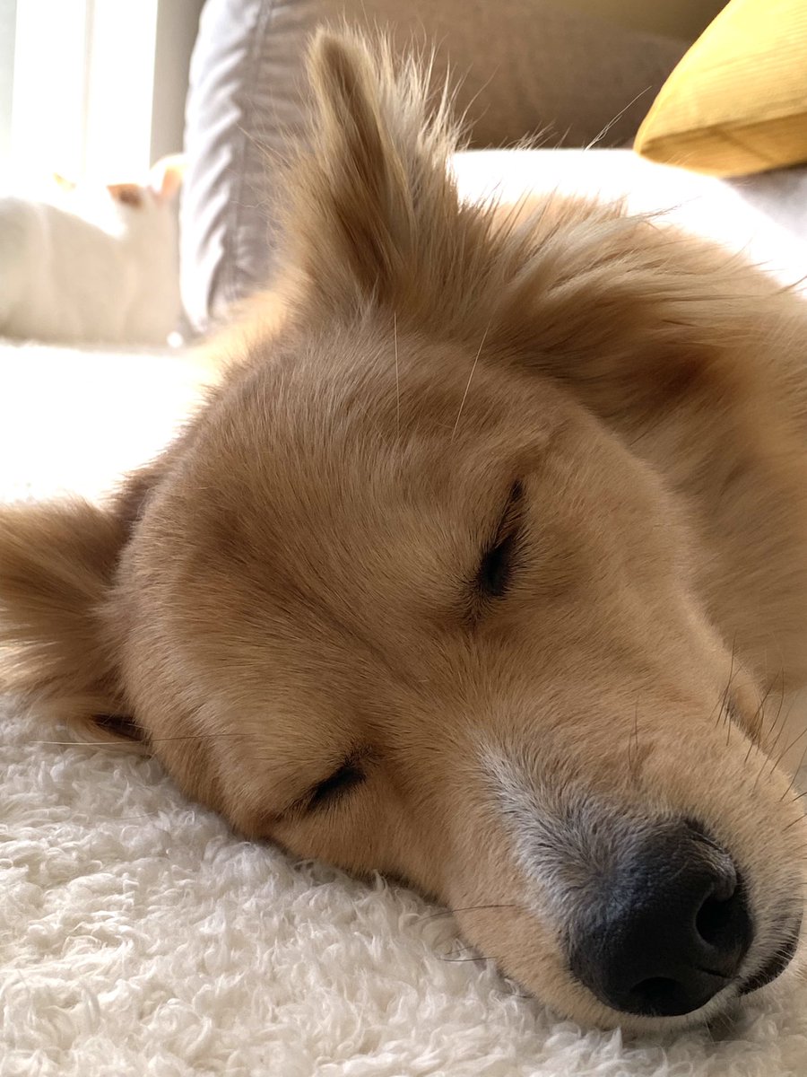 もちもちもちた🐕 tweet media