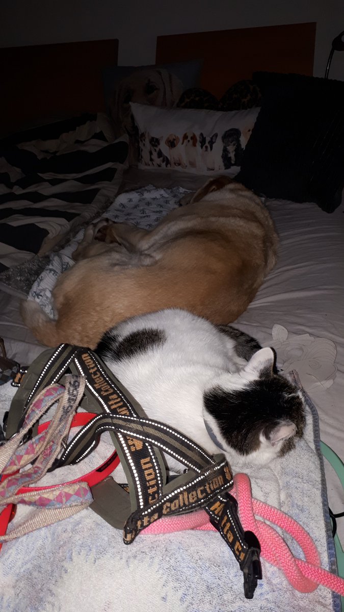 ImkeSingingintherain tweet media