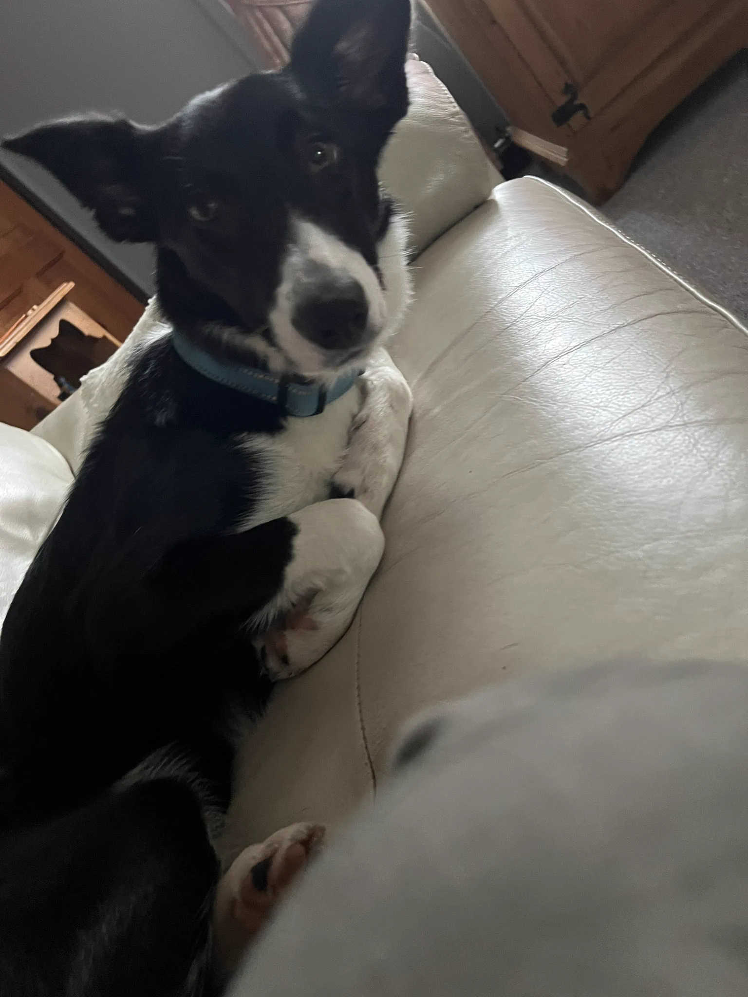 A cute 8 month black and white border collie puppy laying on a white couch