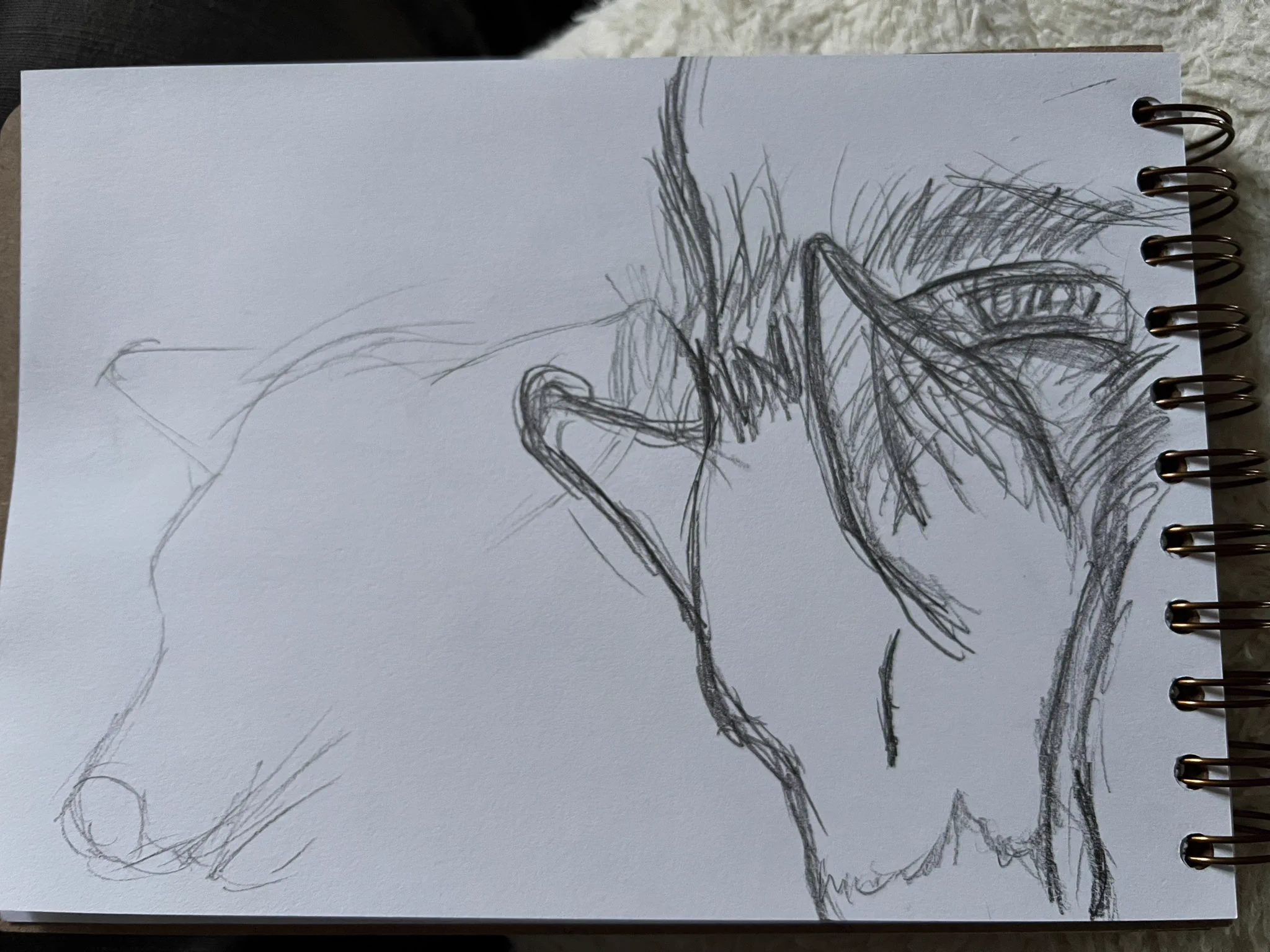 A sketch of the puppy's head as she is sleeping