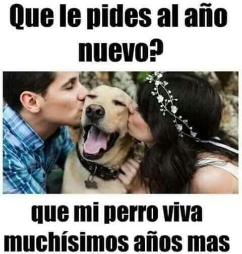 mascotamx's tweet photo. #felizanonuevo2024 https://t.co/BPiwKSsYx0