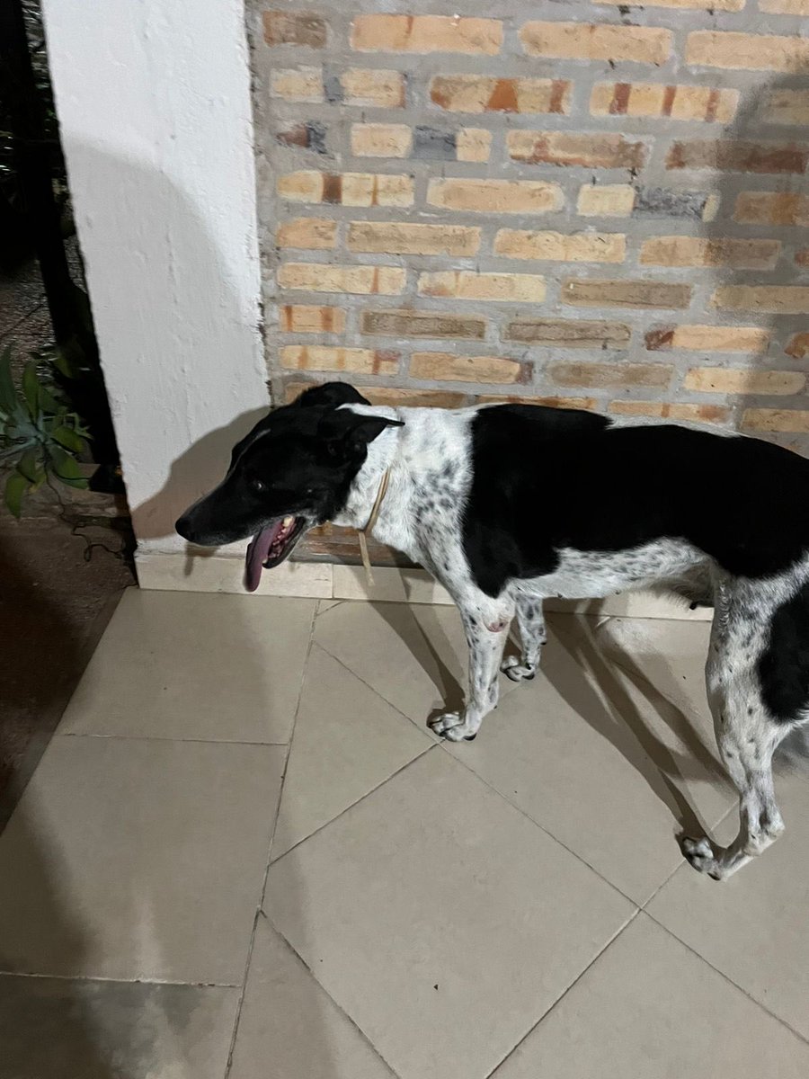 Refugié a esta perrita en casa. Huyó de su hogar. Está muy asustada con las pu… bombas. Barrio Herrera 

RECUERDEN RESGUARDAR MASCOTAS PORQUÉ HUYEN DESORIENTADAS.

RT para ayudar a llegar a sus dueños.