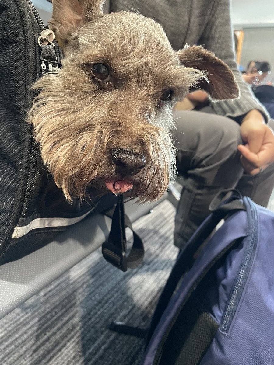 Holiday traveling makes me grumpy but I hope everyone in the #SchnauzerGang has a very happy new year!