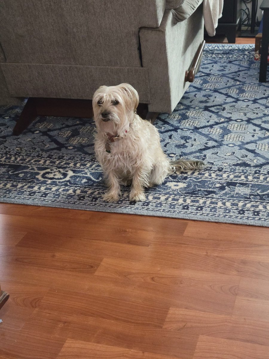 obs3rv8tion's tweet photo. Fiona had a bit too much CBD, so she's staring off into space, but... she's not barking at the fireworks, so win/win
#cnnnye https://t.co/kulckxCMAJ
