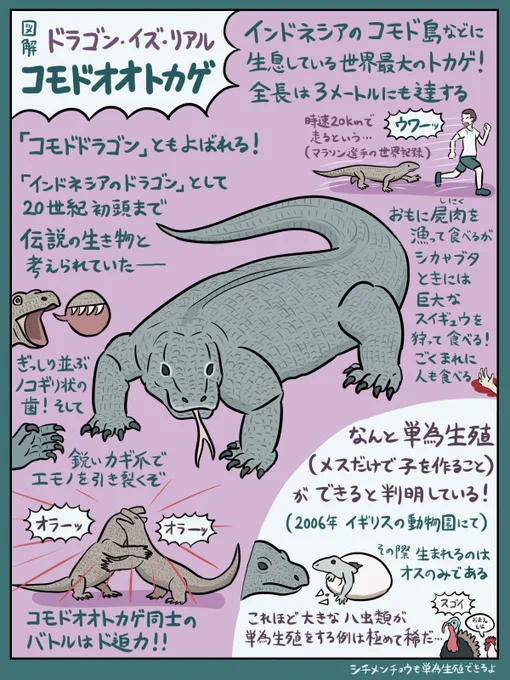 ドラゴンイヤーの幕開けということで、コモドドラゴン図解も載せておきます(『図解なんかへんな生きもの』より)。単為生殖したり(雑菌とかでなく)マジの毒を獲物に注入したり、その毒が薬にもなったり、すごくキャラが立った爬虫類です。やっぱ干支にふさわしいかもですね。子丑寅卯コモドドラゴン