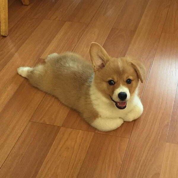 Lovers3Corgi's tweet photo. Perfect short ❤️
#Corgi #corgis https://t.co/rLemtI0Tfs