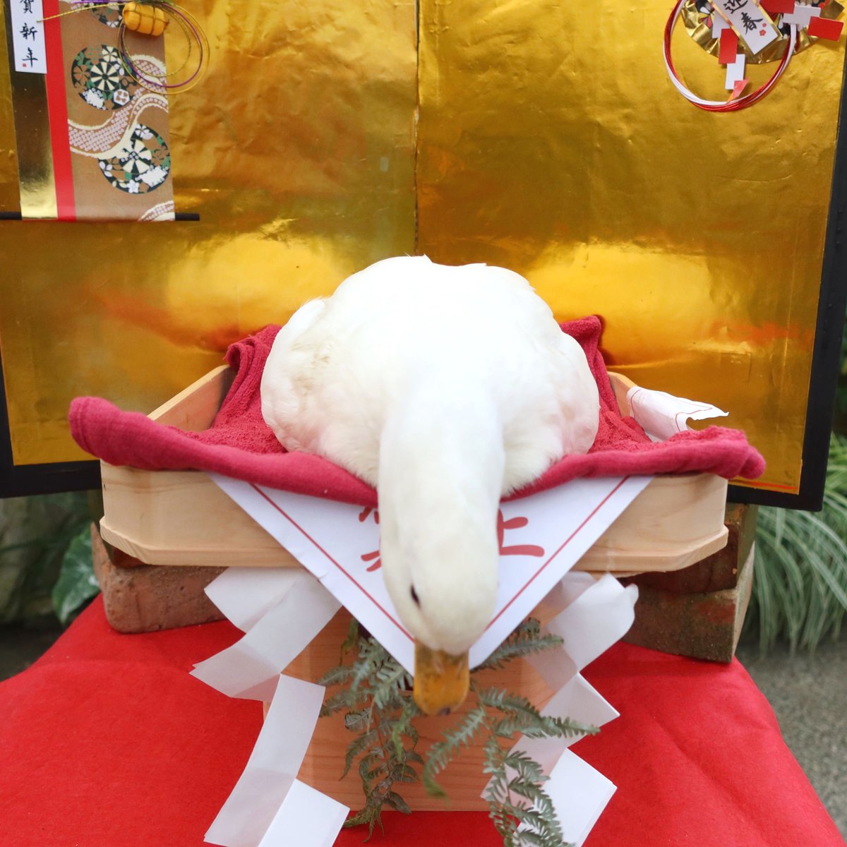 あけもちて おめでとうございます！

#鏡もち　#コールダック