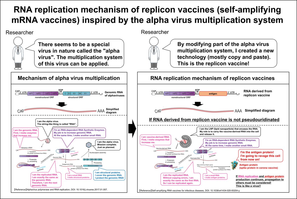 This is the RNA replication mechanism of replicon vaccines (self-amplifying mRNA vaccines).

Japan's Ministry of Health, Labor and Welfare has already approved the Replicon vaccine(self-amplifying mRNA vaccine).
prnewswire.com/news-releases/…

This vaccine is similar to the alpha virus.