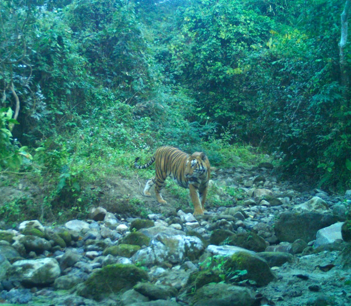 "WII team camera traps tiger in Buxa Tiger Reserve, a majestic start to the New Year! Adding to the enthusiasm of tiger recovery efforts here, the tiger returns to grace Buxa Tiger Reserve, promising a year filled with more excitement and conservation outcomes, for the