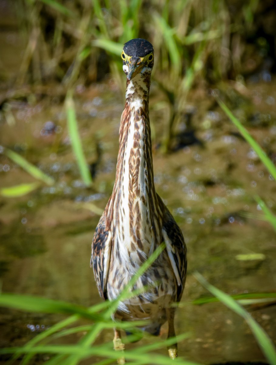 The Daily #GreenHeron