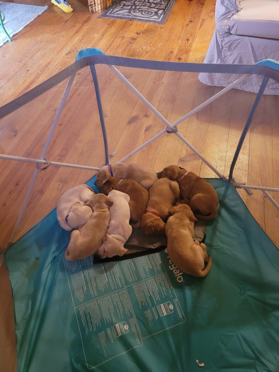 Hwin's tweet image. One of these little nuggets is going to come to live in my house!!