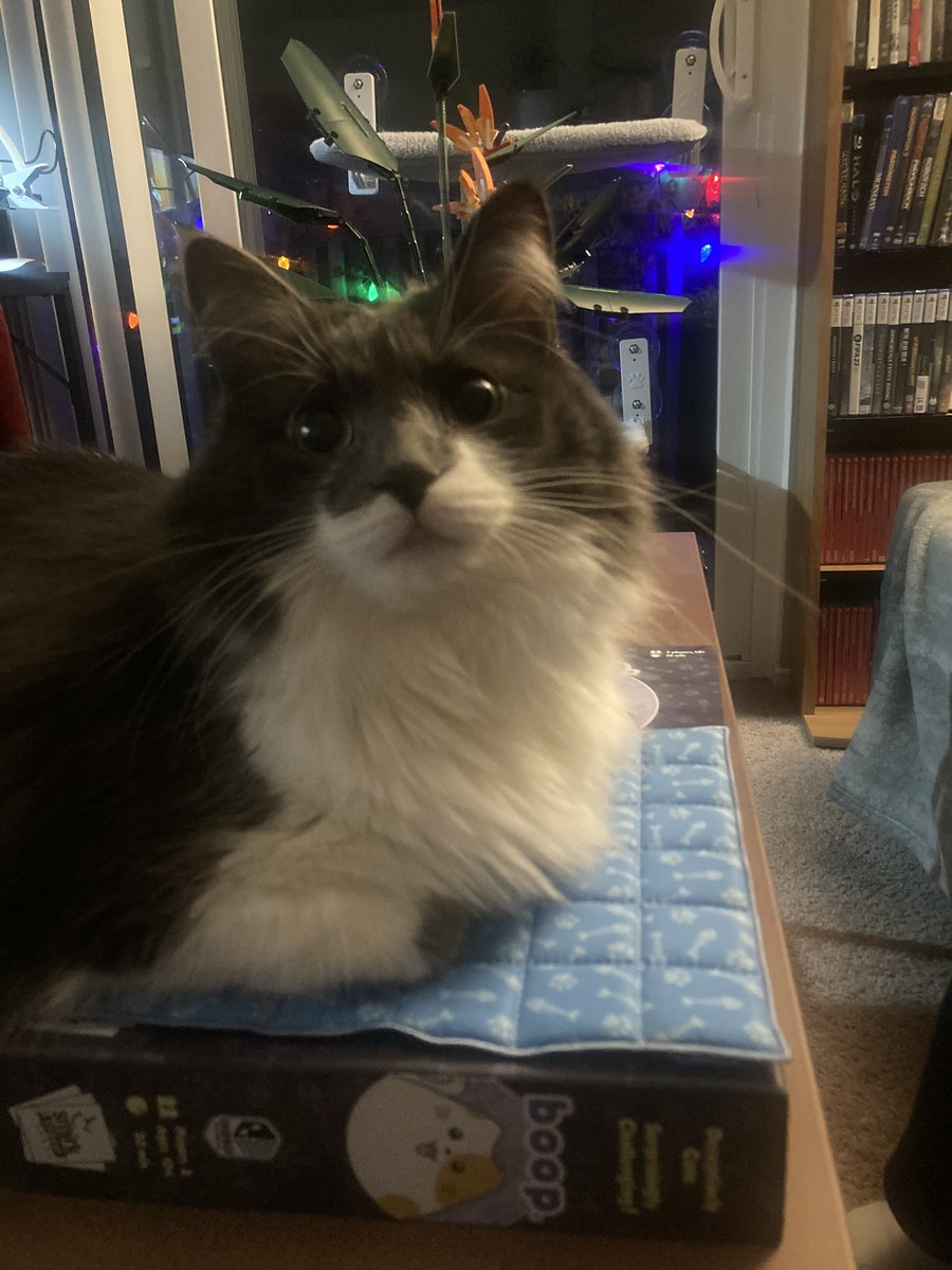 PerpetualStroke's tweet photo. @SmirkandDagger Luna won Boop. https://t.co/NBPcmcBpkF