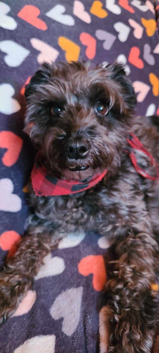 List our love duty baby he was 13 1/2 on the 27th of December.  He went to play with the ones we lost and he's having fun