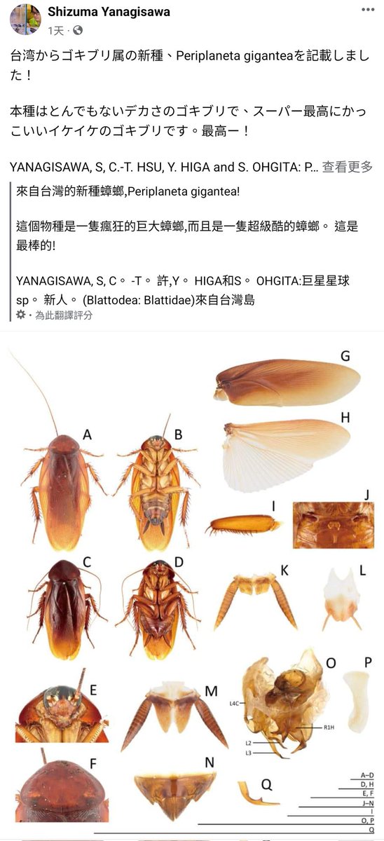 Mise_ad2301's tweet photo. 日本蟑螂研究專家：台灣大蟑螂其實是世界新品種，但我們平常用拖鞋拍習慣了，都沒發現這件事。
（2024最不想知道） https://t.co/LoKj7mjd5f