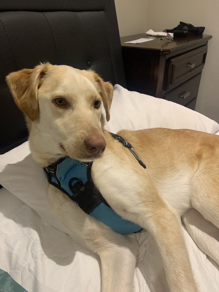 New Horizons tweet media