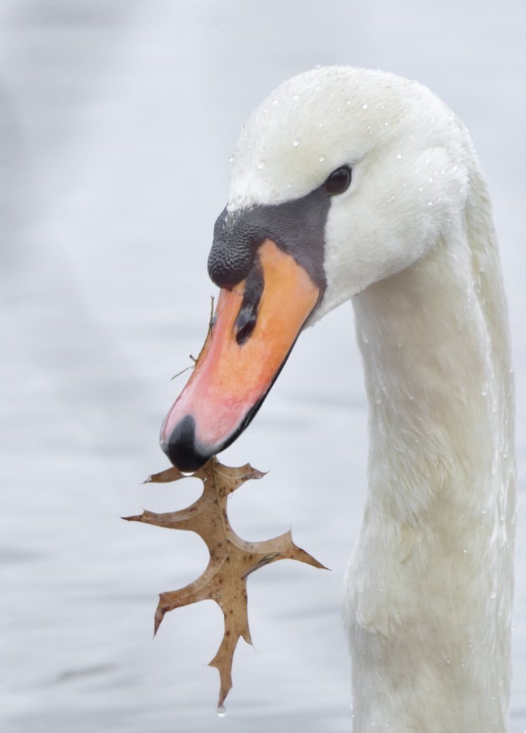 #HappyNewYear #TwitterNatureCommunity #Swan #Leaf #NewYear #NewYearsEve #2024NewYear Happy New Year Everyone. I appreciate all the support you have given me in 2023. Here’s to an amazing 2024.