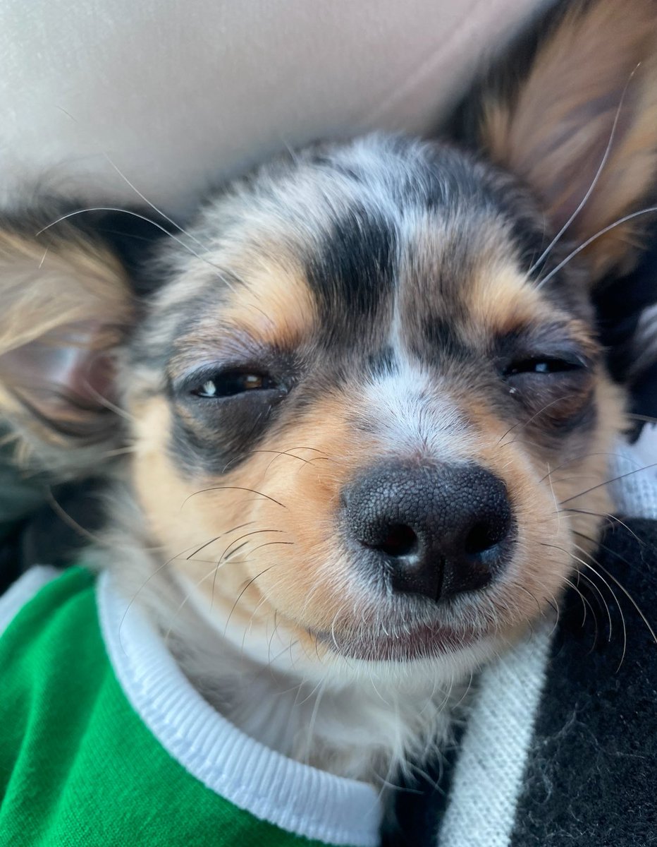 EWaraha's tweet photo. สุขสันต์วันเกิดนะหัวใจของมี๊ 🐶🤍
ขอบคุณที่เกิดมาให้รักนะ 
#เกี๊ยวกรุบประกายกาวี 🎂🐶🤍 https://t.co/O0nzy1MR6o